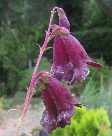 Penstemon 'Blackbird'